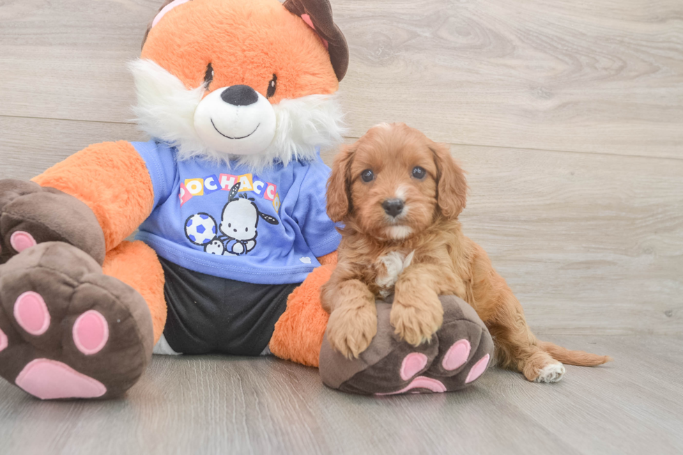 Happy Cavapoo Baby