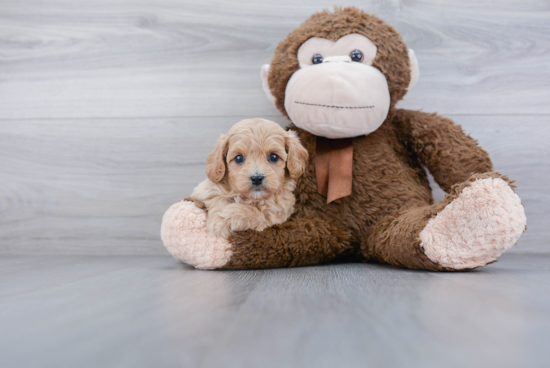 Cavapoo Pup Being Cute