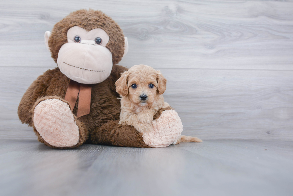 Cavapoo Puppy for Adoption