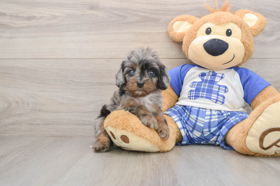 Cavapoo Puppy for Adoption