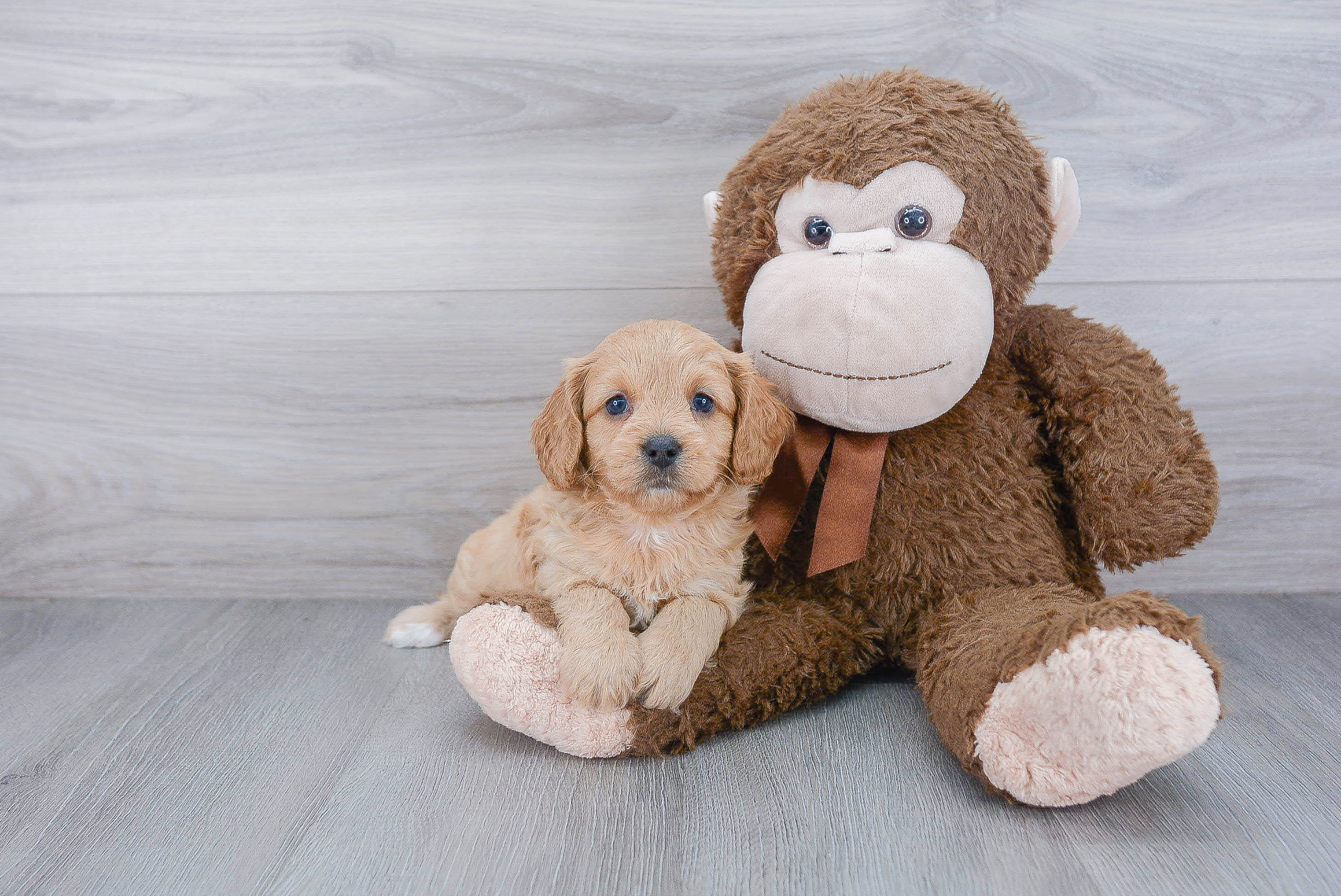 Playful Cavoodle Poodle Mix Puppy