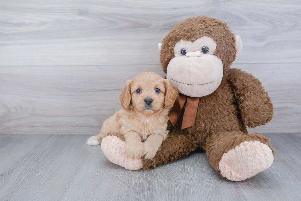 Playful Cavoodle Poodle Mix Puppy