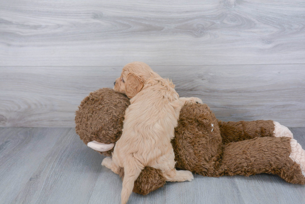 Fluffy Cavapoo Poodle Mix Pup