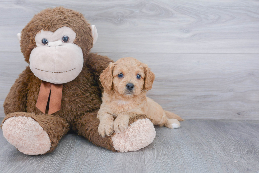 Best Cavapoo Baby