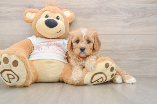 Smart Cavapoo Poodle Mix Pup