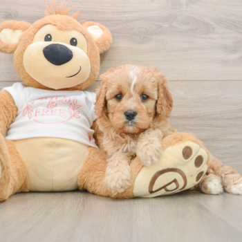 Smart Cavapoo Poodle Mix Pup