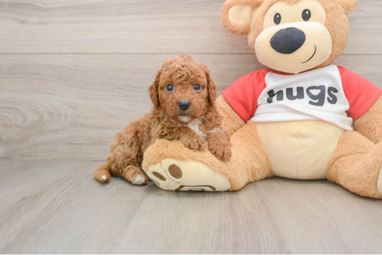 Happy Cavapoo Baby