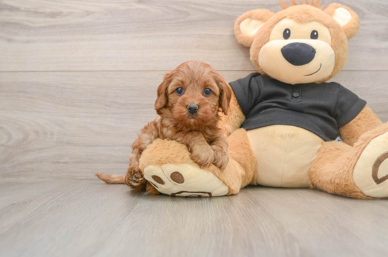 Hypoallergenic Cavadoodle Poodle Mix Puppy