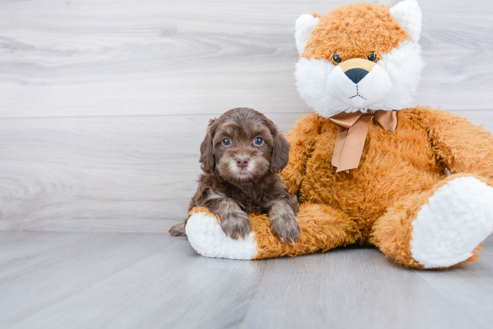 Fluffy Cavapoo Poodle Mix Pup