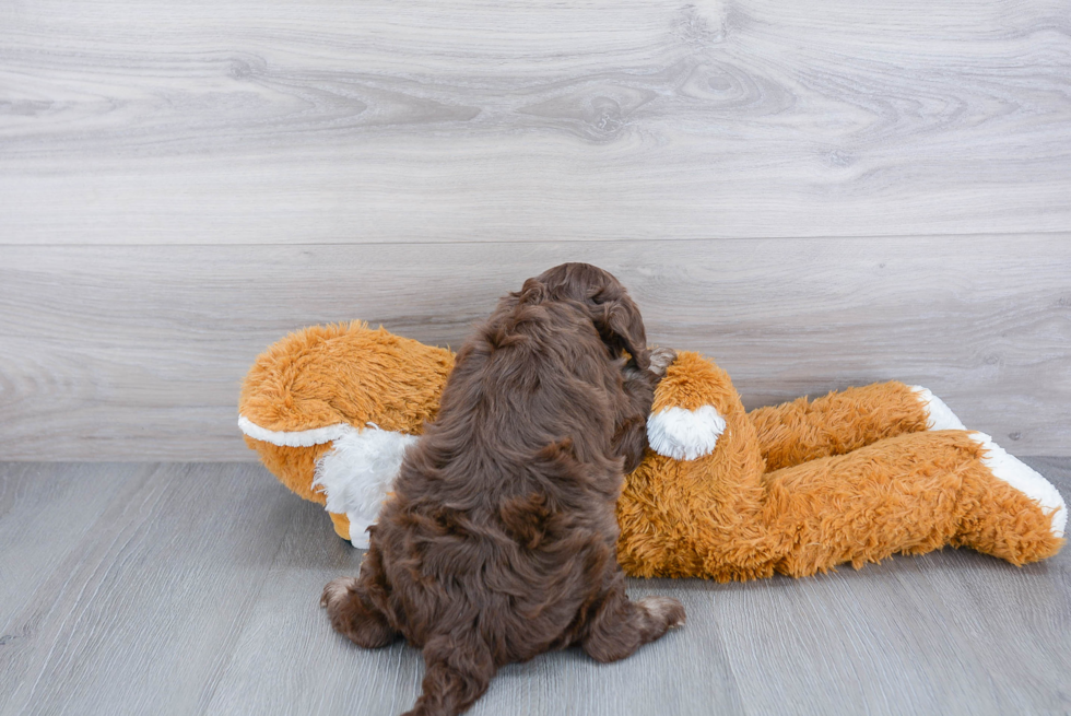 Hypoallergenic Cavoodle Poodle Mix Puppy