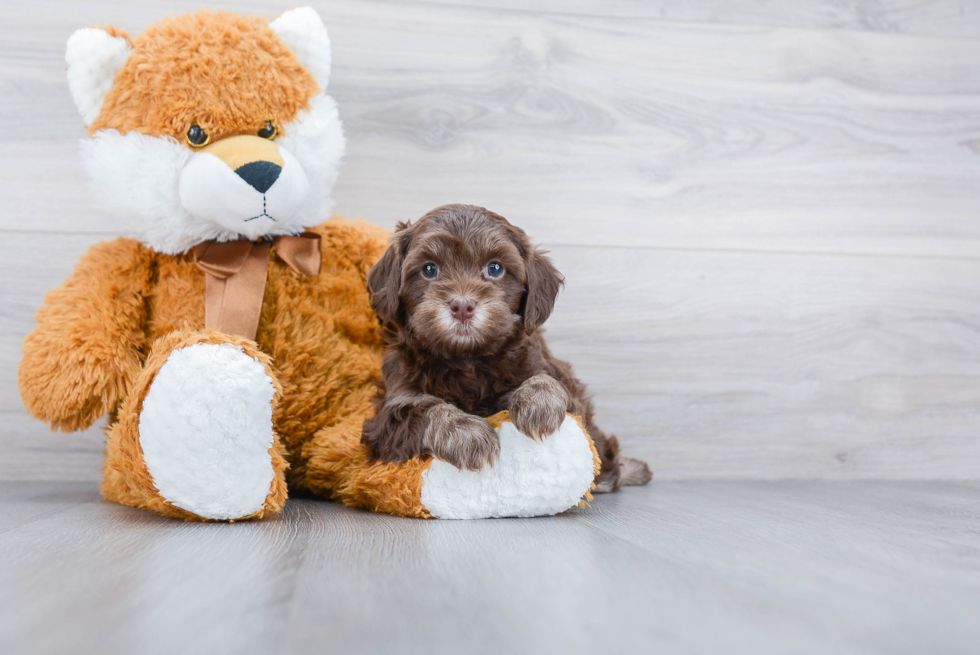 Energetic Cavoodle Poodle Mix Puppy