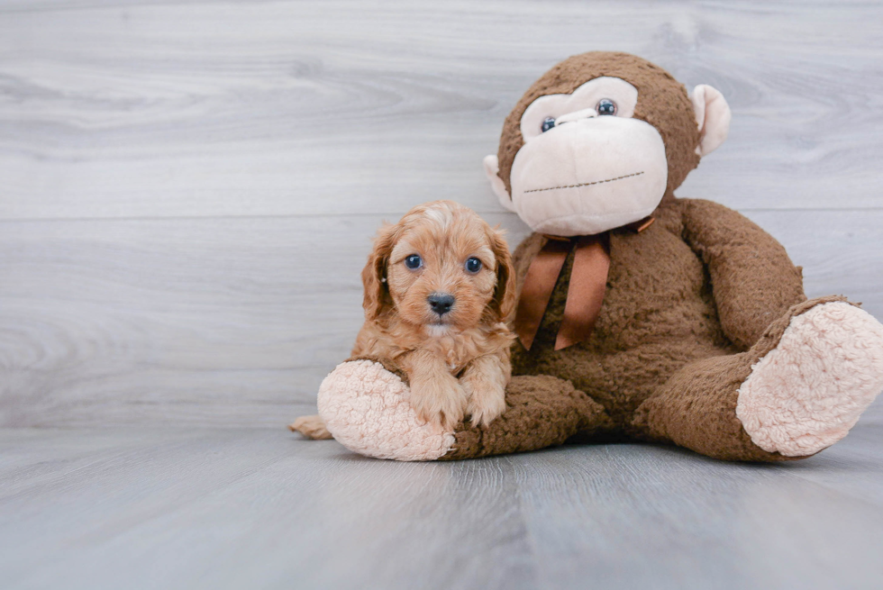 Energetic Cavoodle Poodle Mix Puppy