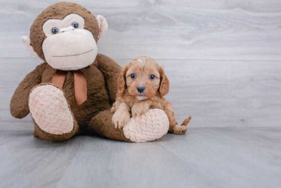 Funny Cavapoo Poodle Mix Pup