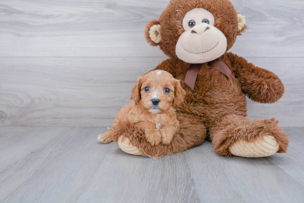 Cute Cavapoo Baby