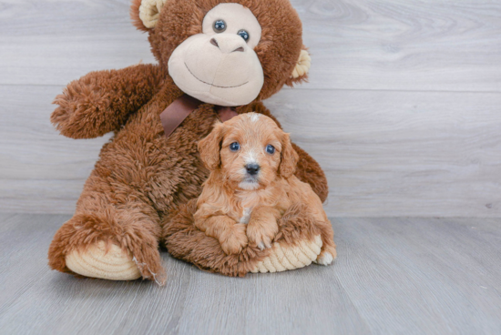 Friendly Cavapoo Baby