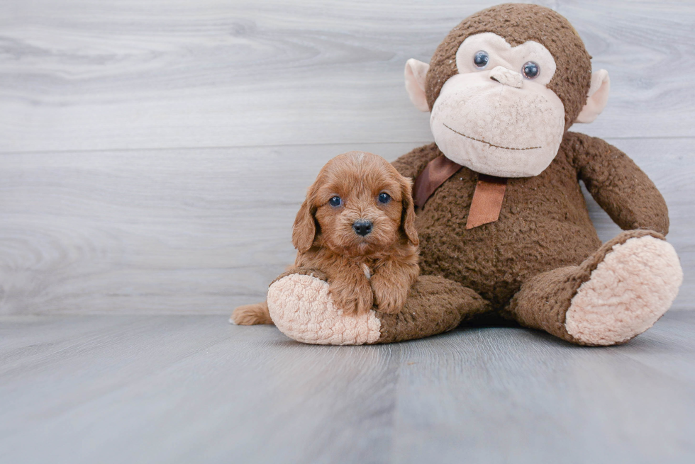 Adorable Cavoodle Poodle Mix Puppy