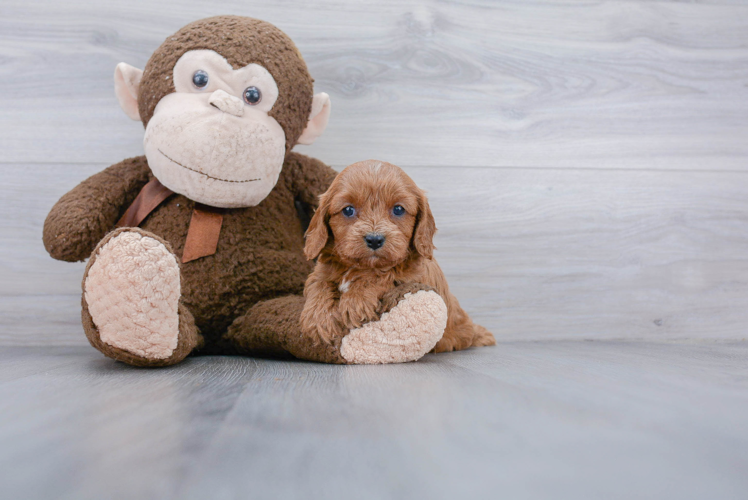 Best Cavapoo Baby