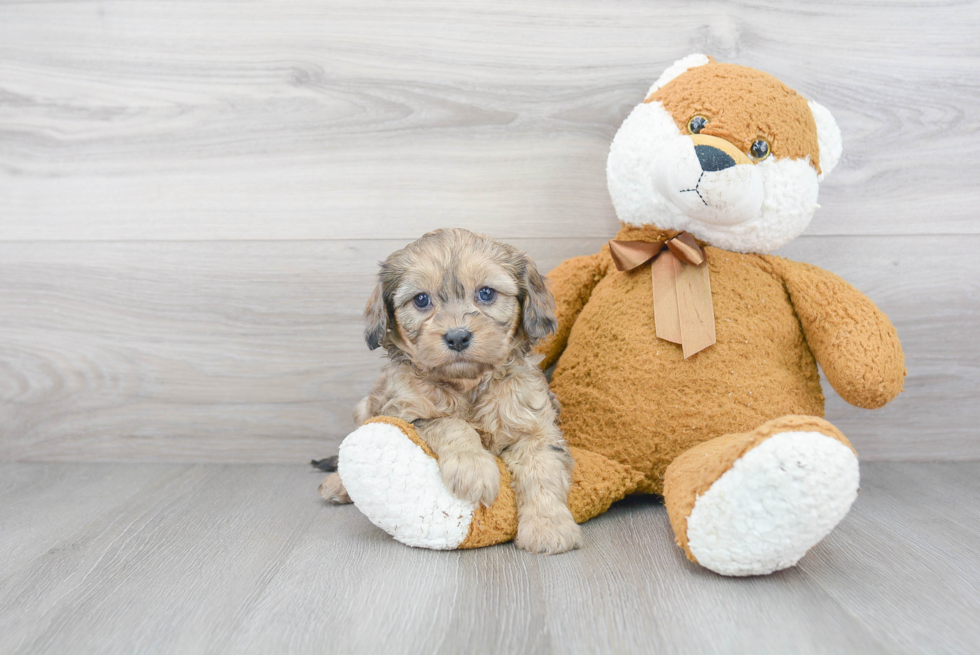 Funny Cavapoo Poodle Mix Pup