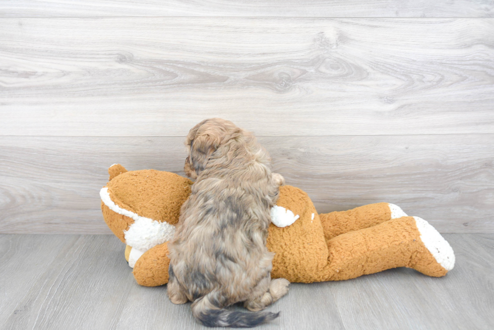 Cavapoo Pup Being Cute