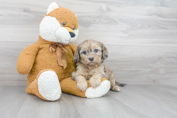 Little Cavoodle Poodle Mix Puppy