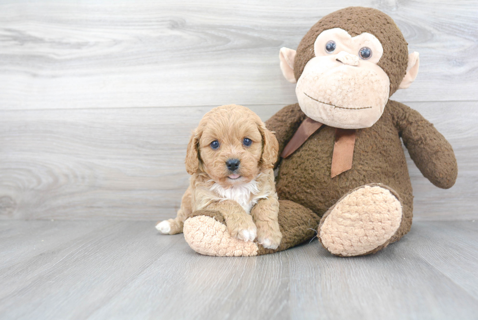 Cute Cavapoo Baby