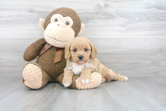 Cavapoo Pup Being Cute