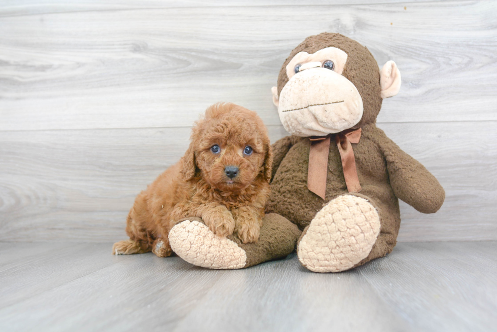 Cavapoo Pup Being Cute