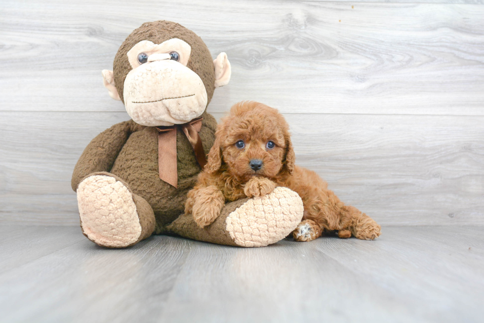 Cavapoo Pup Being Cute