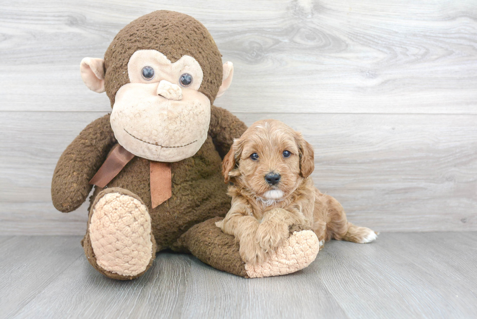 Cavapoo Pup Being Cute