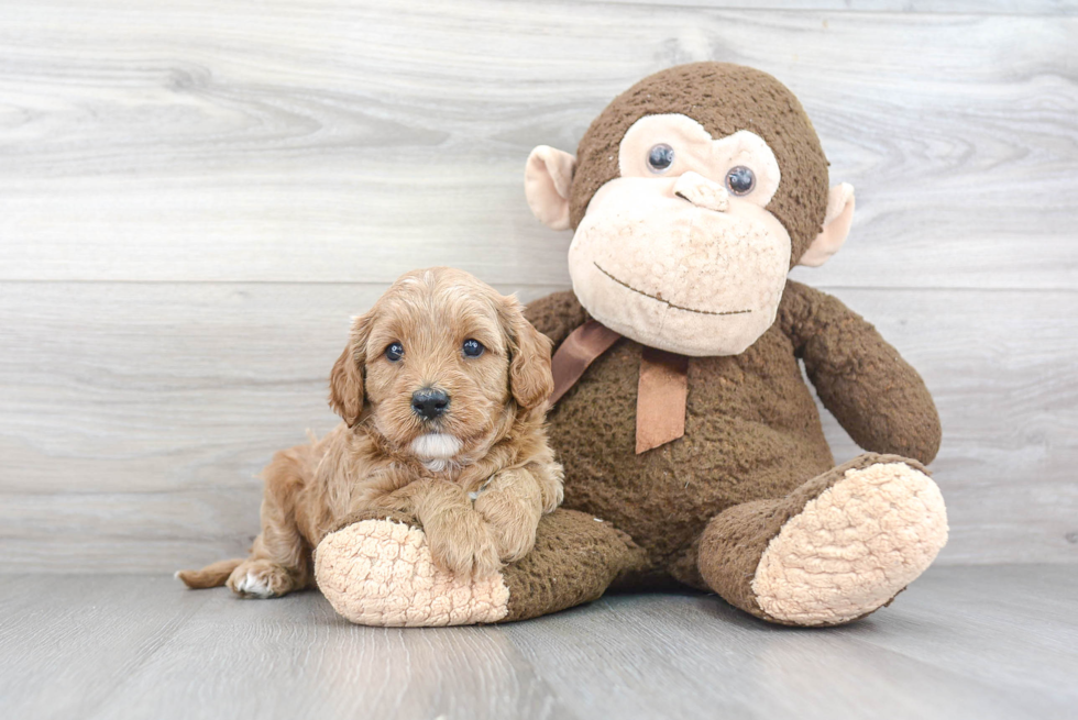 Cute Cavapoo Baby