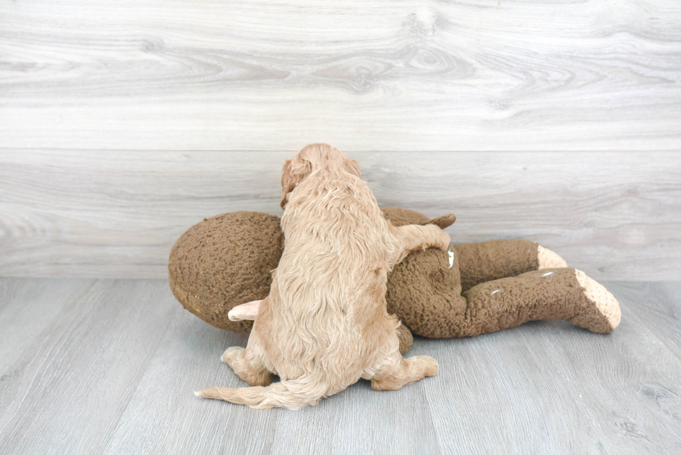 Cavapoo Pup Being Cute