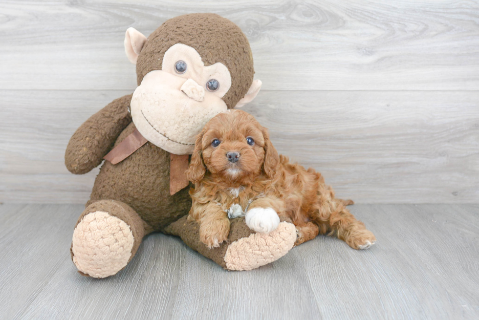 Cavapoo Pup Being Cute