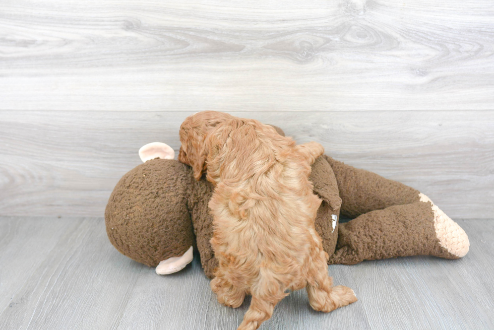 Cavapoo Pup Being Cute