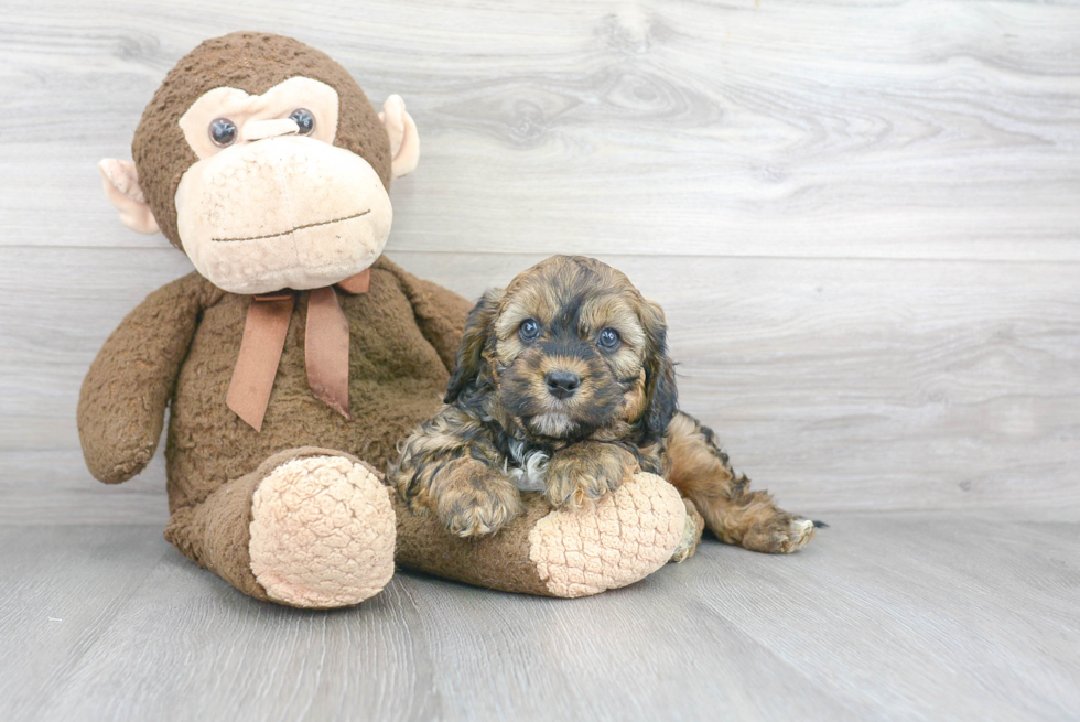 Small Cavapoo Baby