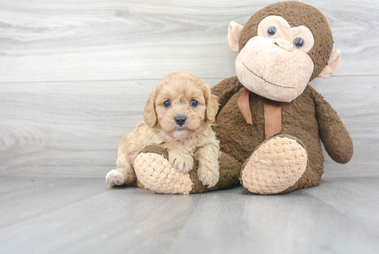 Cavapoo Pup Being Cute