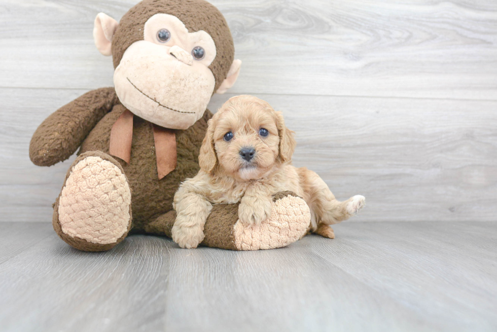 Energetic Cavoodle Poodle Mix Puppy