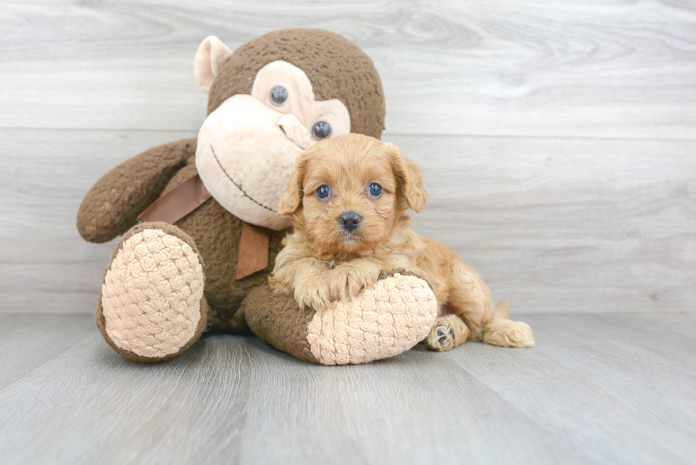 Cavapoo Pup Being Cute