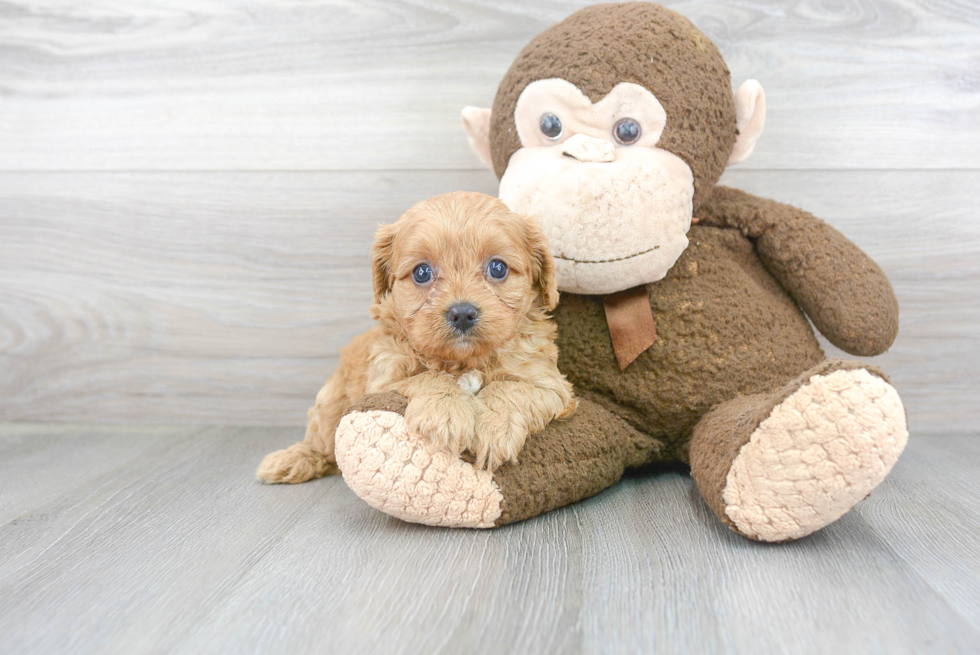 Smart Cavapoo Poodle Mix Pup