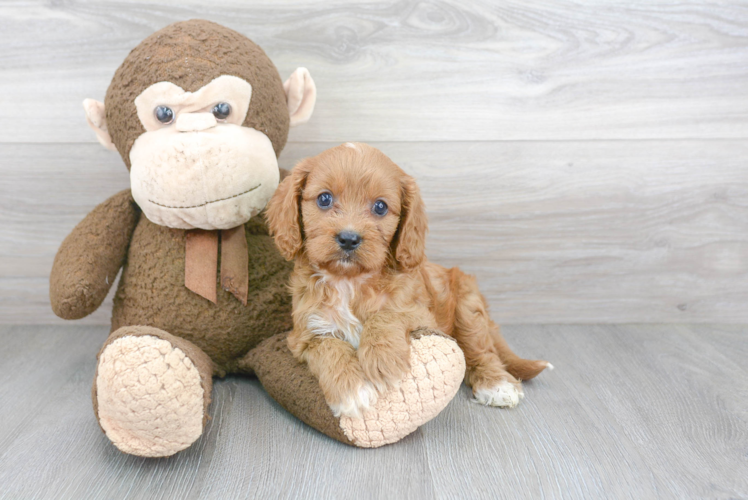 Cute Cavoodle Poodle Mix Puppy