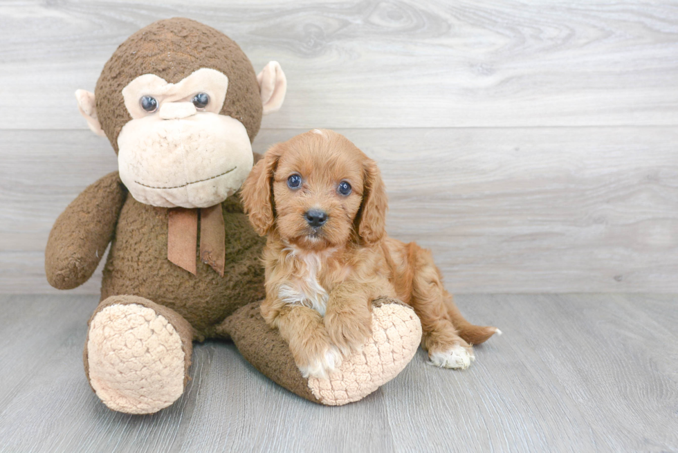 Cute Cavoodle Poodle Mix Puppy