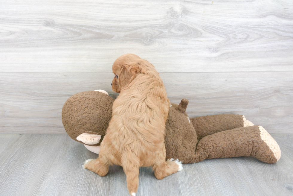 Cute Cavapoo Poodle Mix Pup