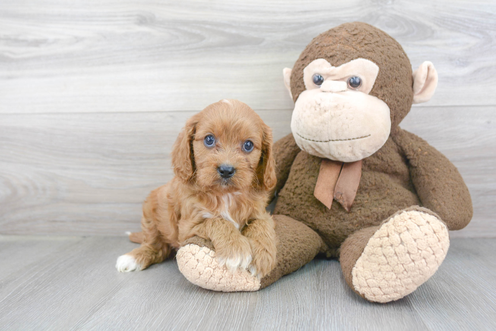 Cavapoo Pup Being Cute