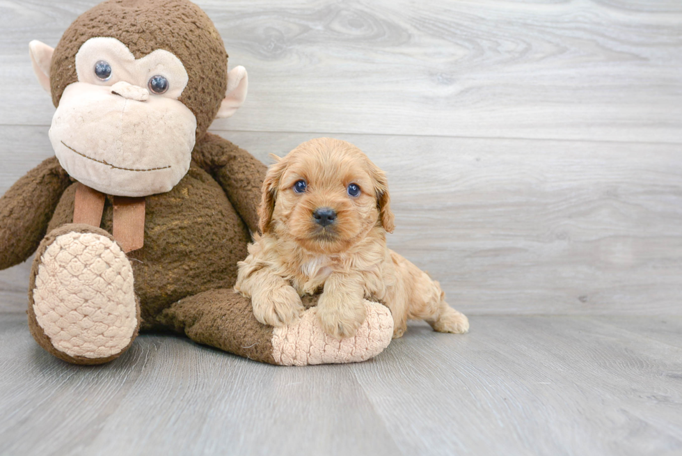 Popular Cavapoo Poodle Mix Pup