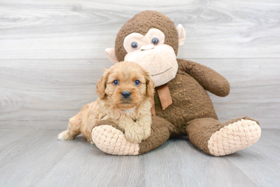 Best Cavapoo Baby