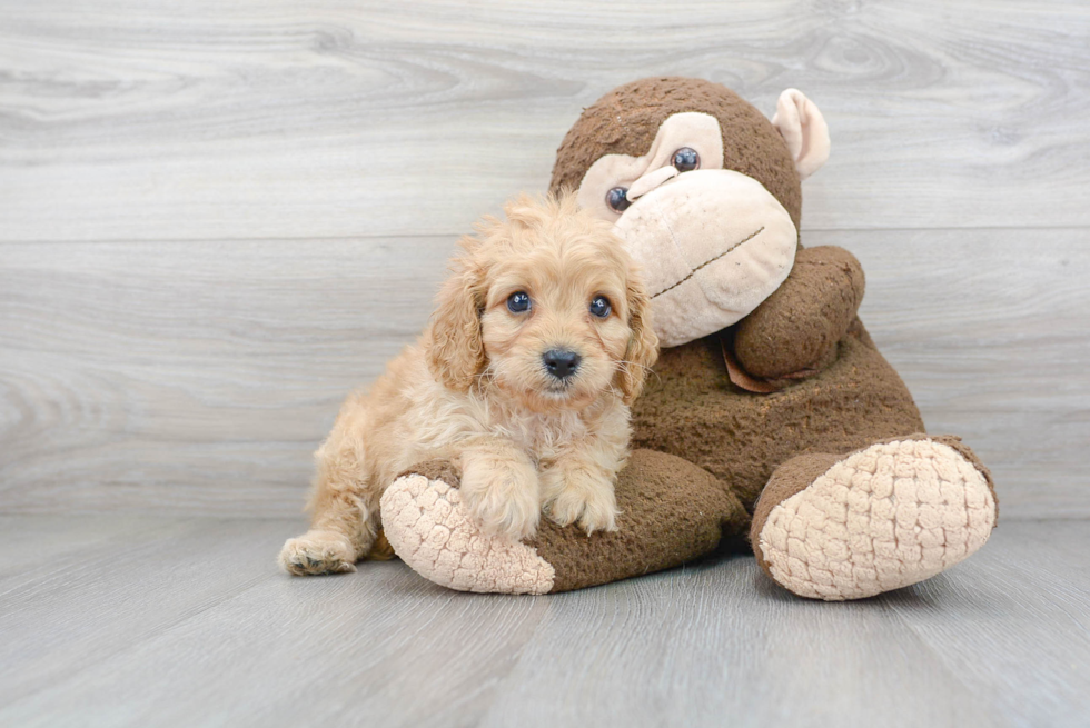 Cavapoo Pup Being Cute