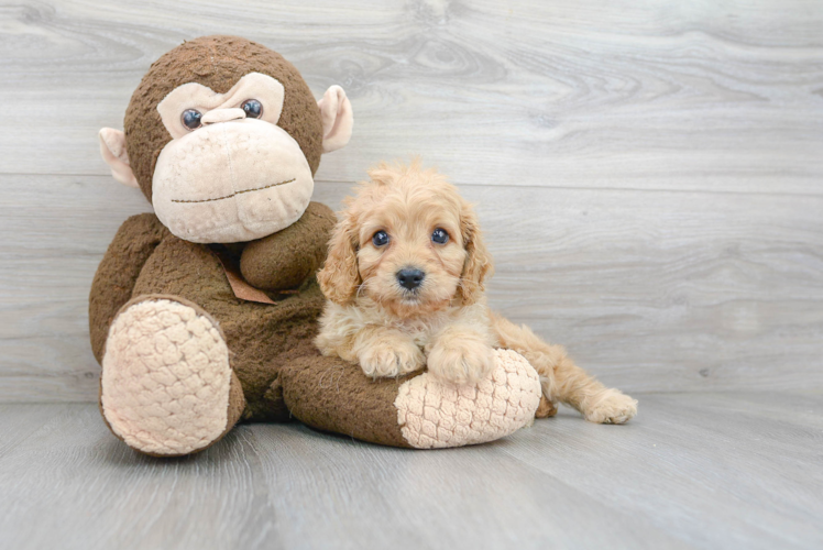 Best Cavapoo Baby