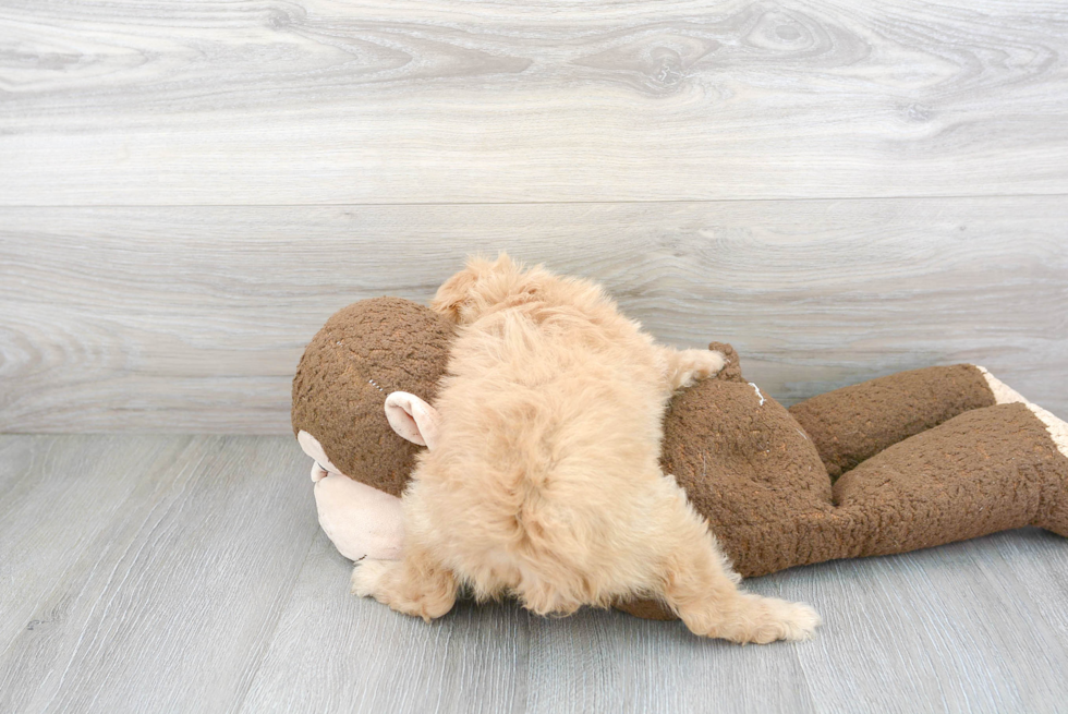 Cavapoo Pup Being Cute