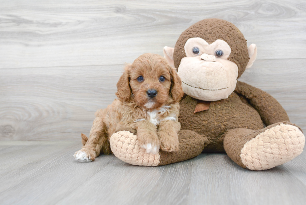 Popular Cavapoo Poodle Mix Pup