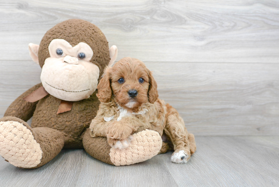 Popular Cavapoo Poodle Mix Pup