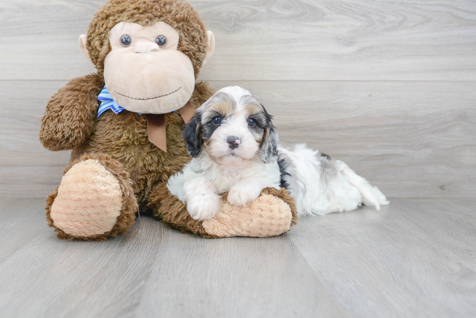 Cavapoo Puppy for Adoption